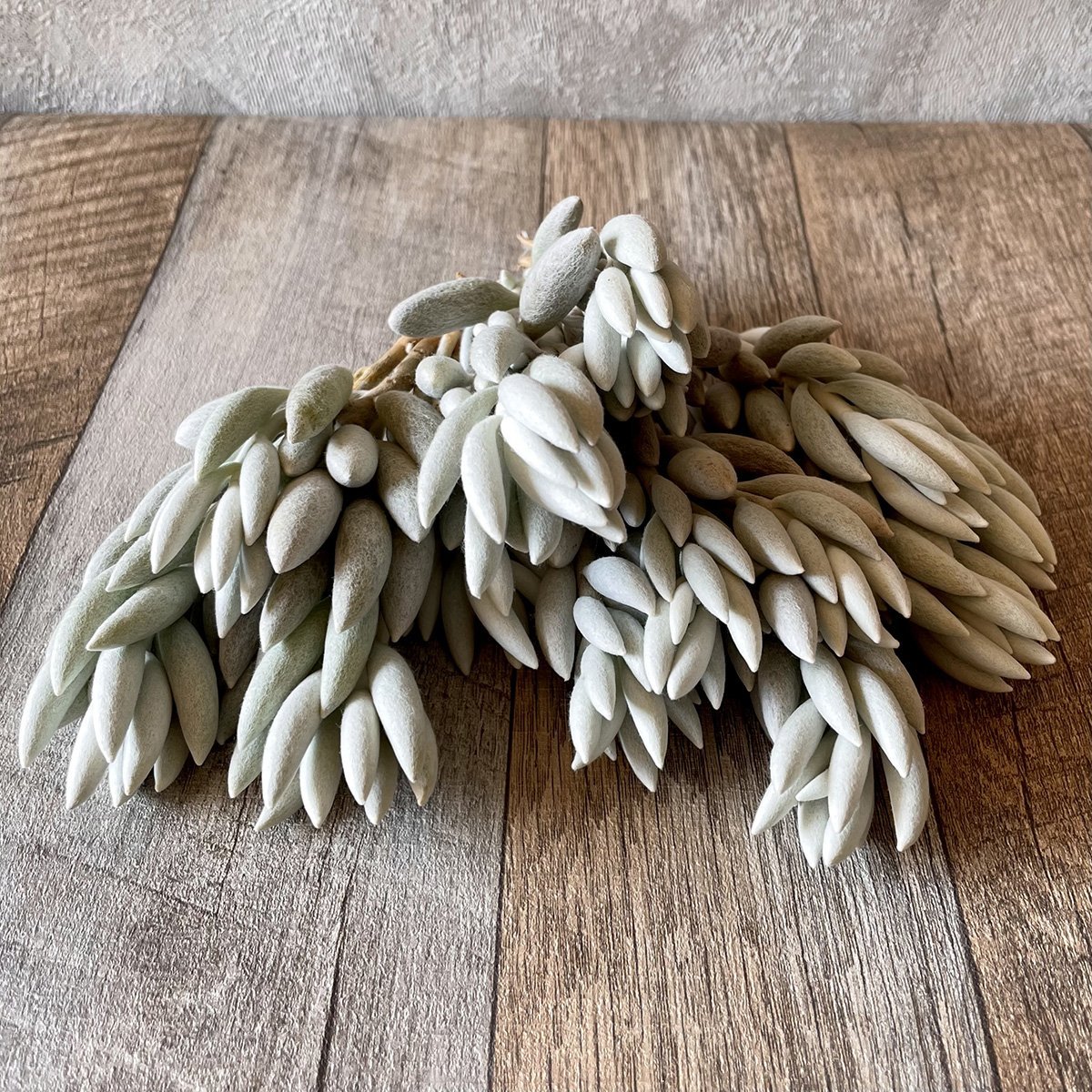 *新入荷* 銀月 Woolly senecio - 多肉植物の通販・販売サイト tawawa