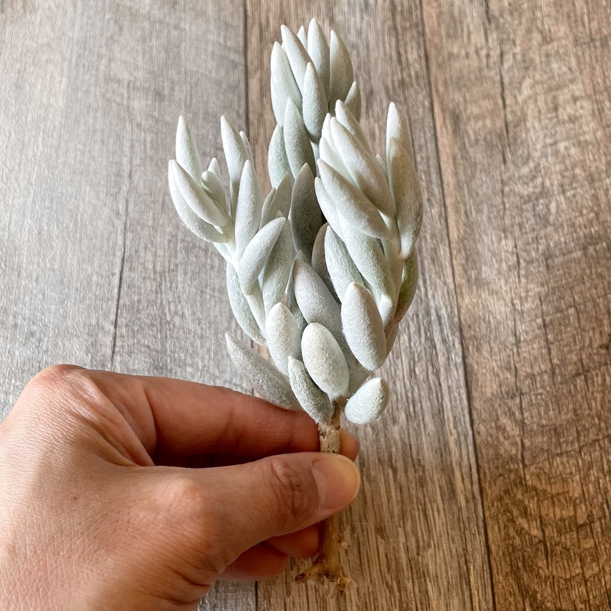 *新入荷* 銀月 Woolly senecio - 多肉植物の通販・販売サイト tawawa