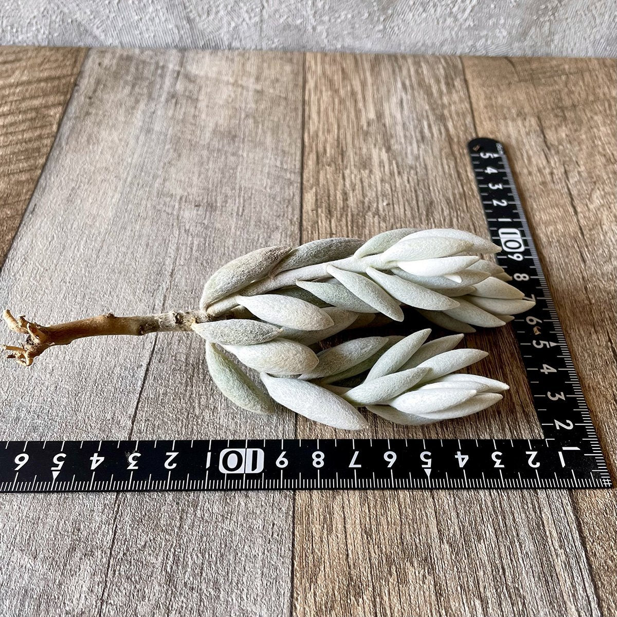 *新入荷* 銀月 Woolly senecio - 多肉植物の通販・販売サイト tawawa