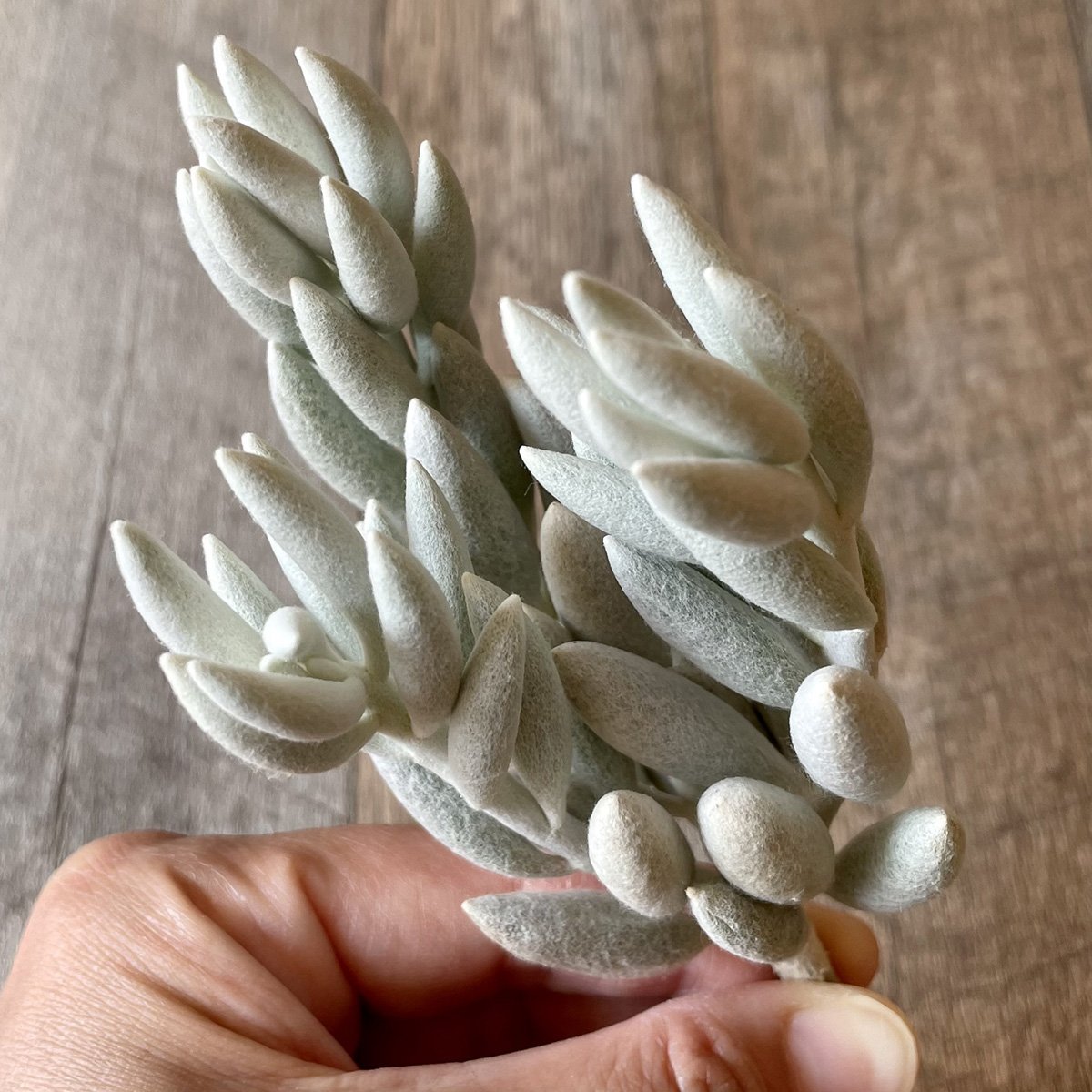 *新入荷* 銀月 Woolly senecio - 多肉植物の通販・販売サイト tawawa