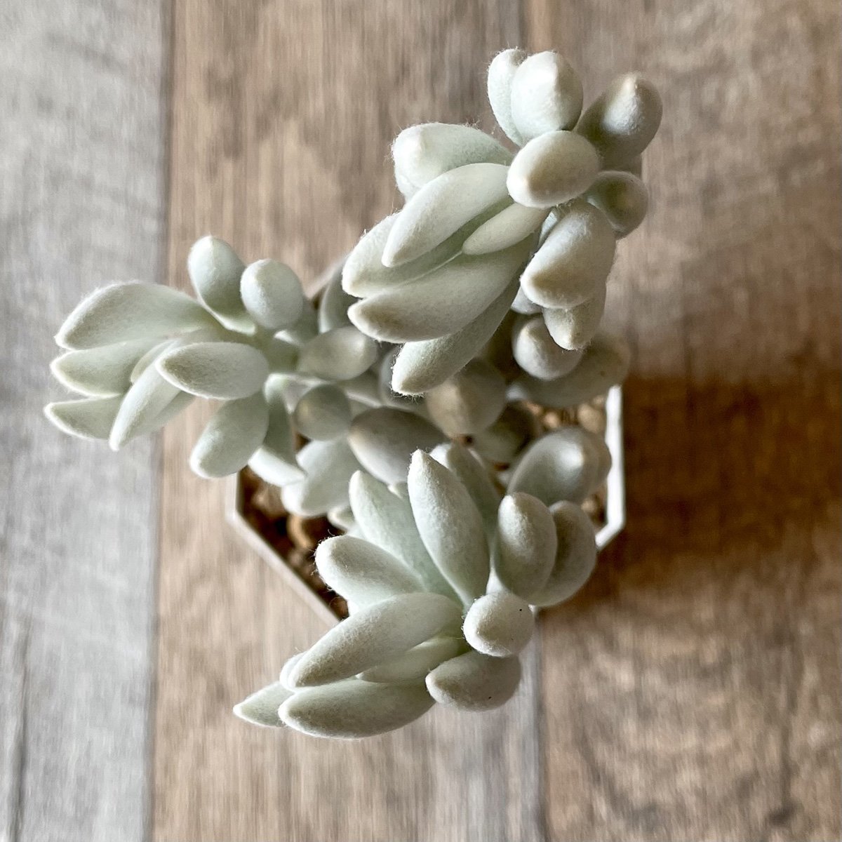 *新入荷* 銀月 Woolly senecio - 多肉植物の通販・販売サイト tawawa
