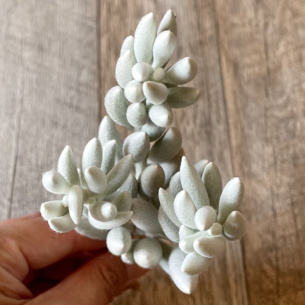*新入荷* 銀月 Woolly senecio - 多肉植物の通販・販売サイト tawawa