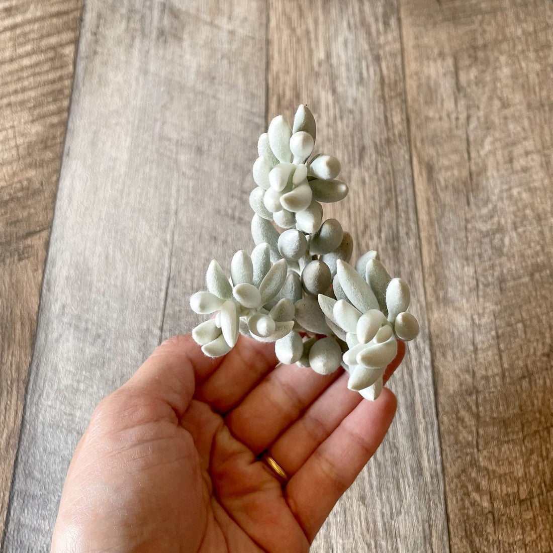 *新入荷* 銀月 Woolly senecio - 多肉植物の通販・販売サイト tawawa