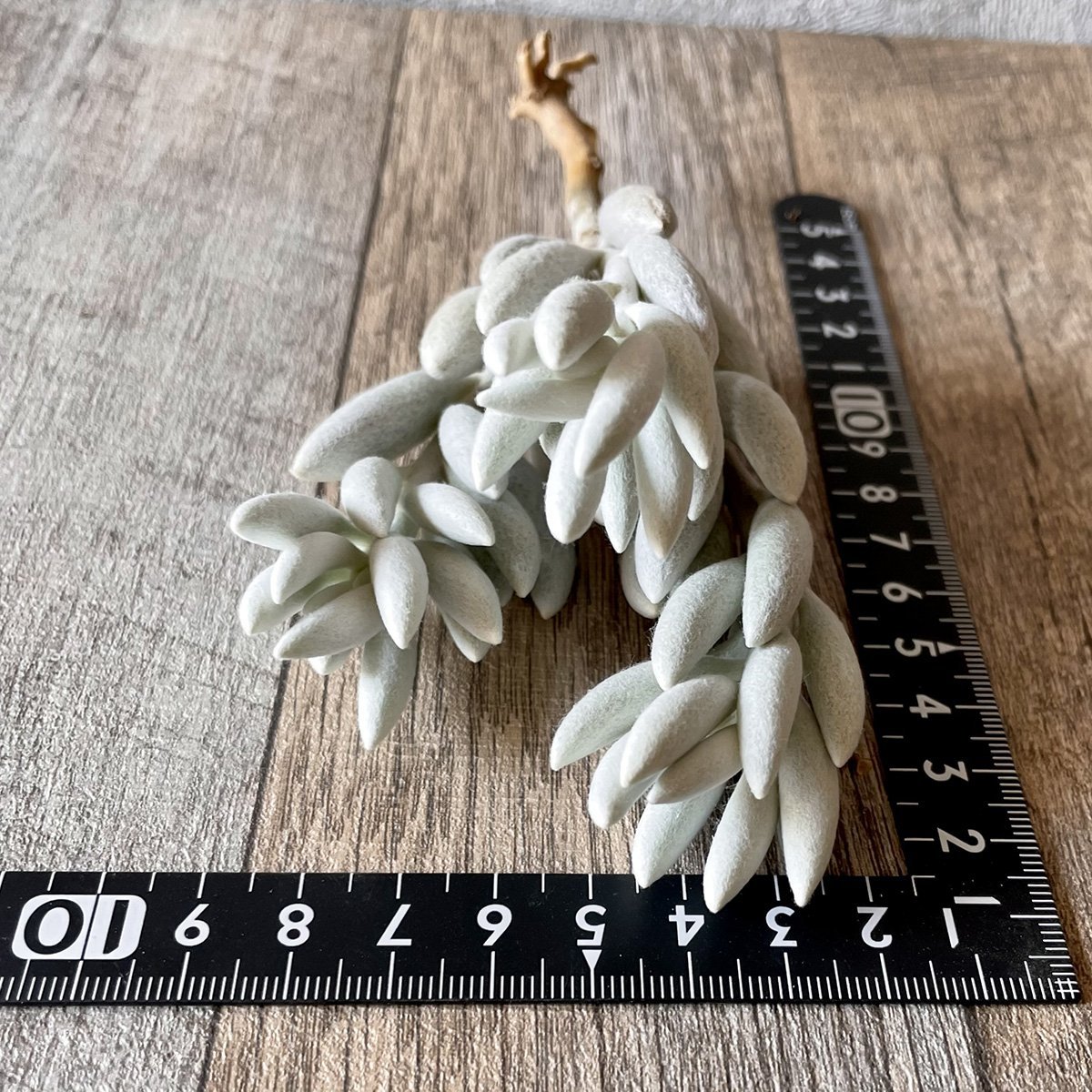 *新入荷* 銀月 Woolly senecio - 多肉植物の通販・販売サイト tawawa