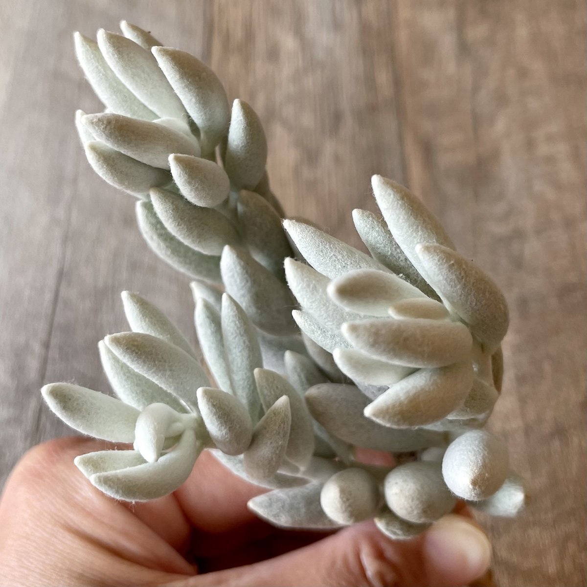 *新入荷* 銀月 Woolly senecio - 多肉植物の通販・販売サイト tawawa