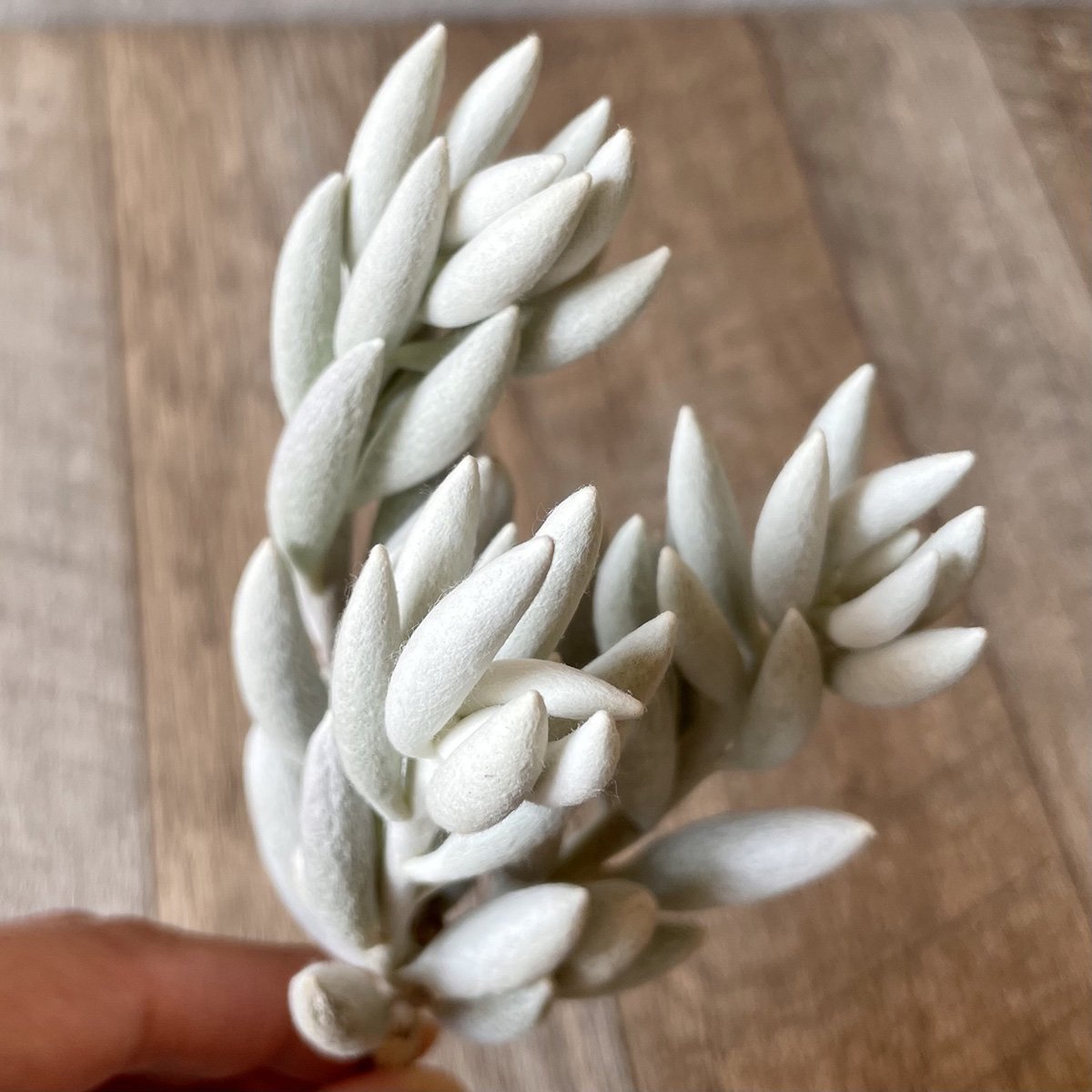 *新入荷* 銀月 Woolly senecio - 多肉植物の通販・販売サイト tawawa