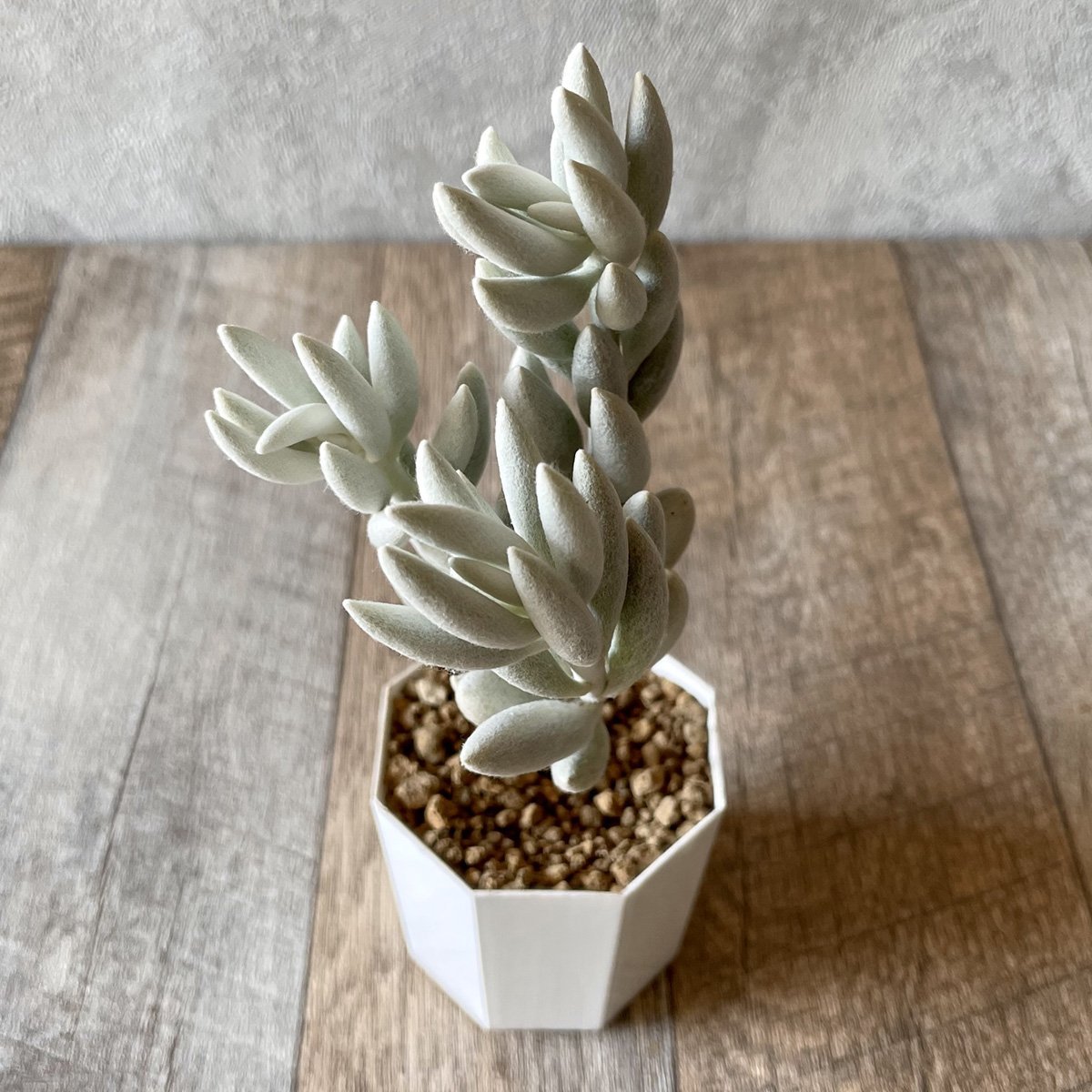 *新入荷* 銀月 Woolly senecio - 多肉植物の通販・販売サイト tawawa