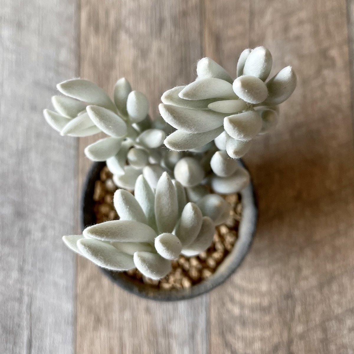 *新入荷* 銀月 Woolly senecio - 多肉植物の通販・販売サイト tawawa