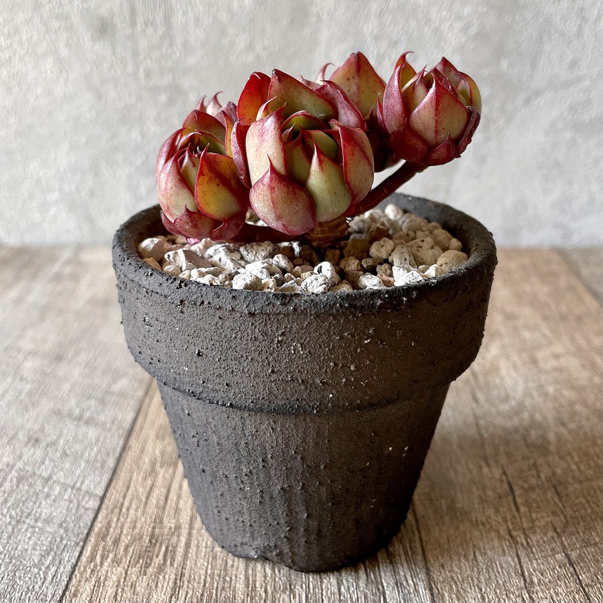 *新入荷* ヤンジン Yangjin - 多肉植物の通販・販売サイト tawawa