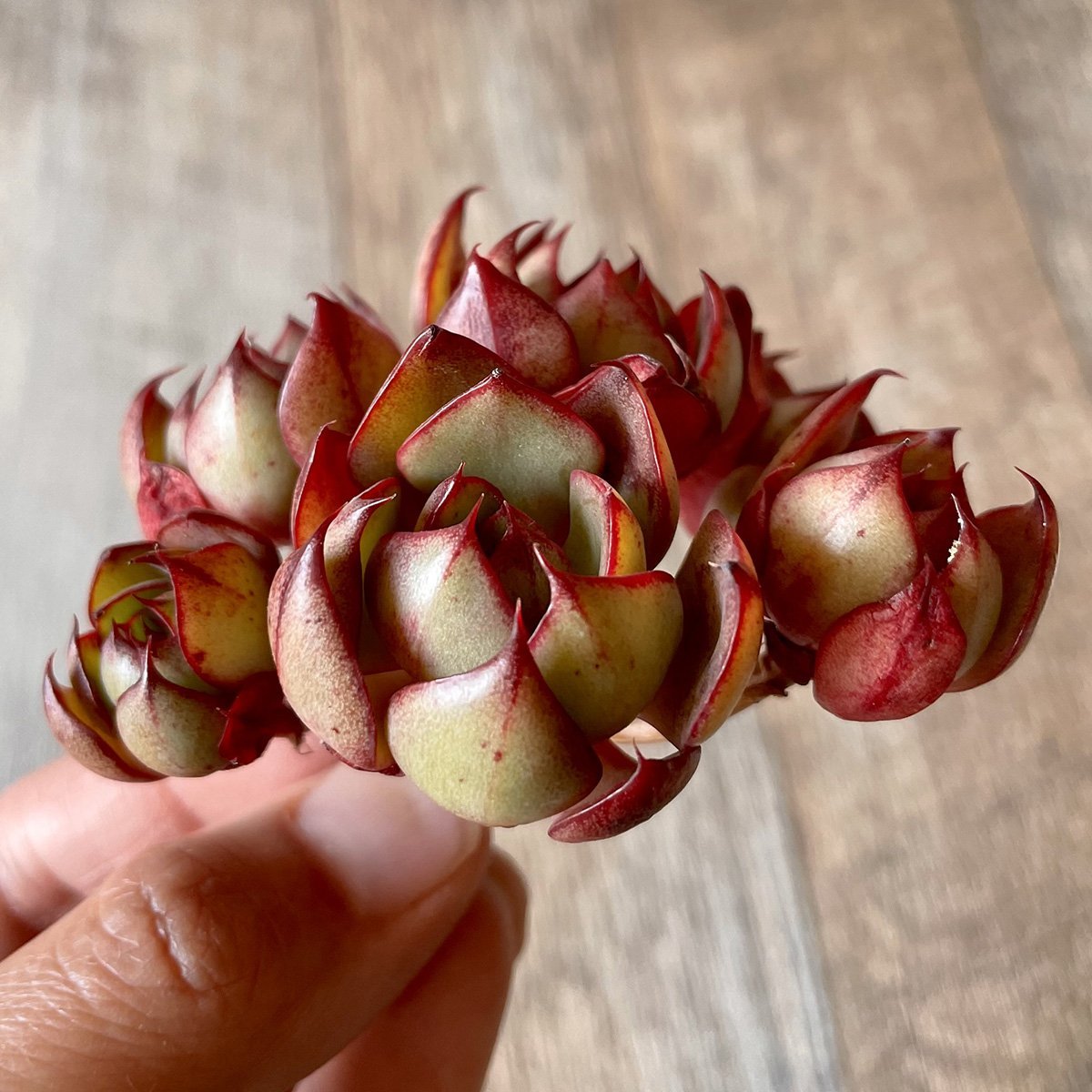 *新入荷* ヤンジン Yangjin - 多肉植物の通販・販売サイト tawawa