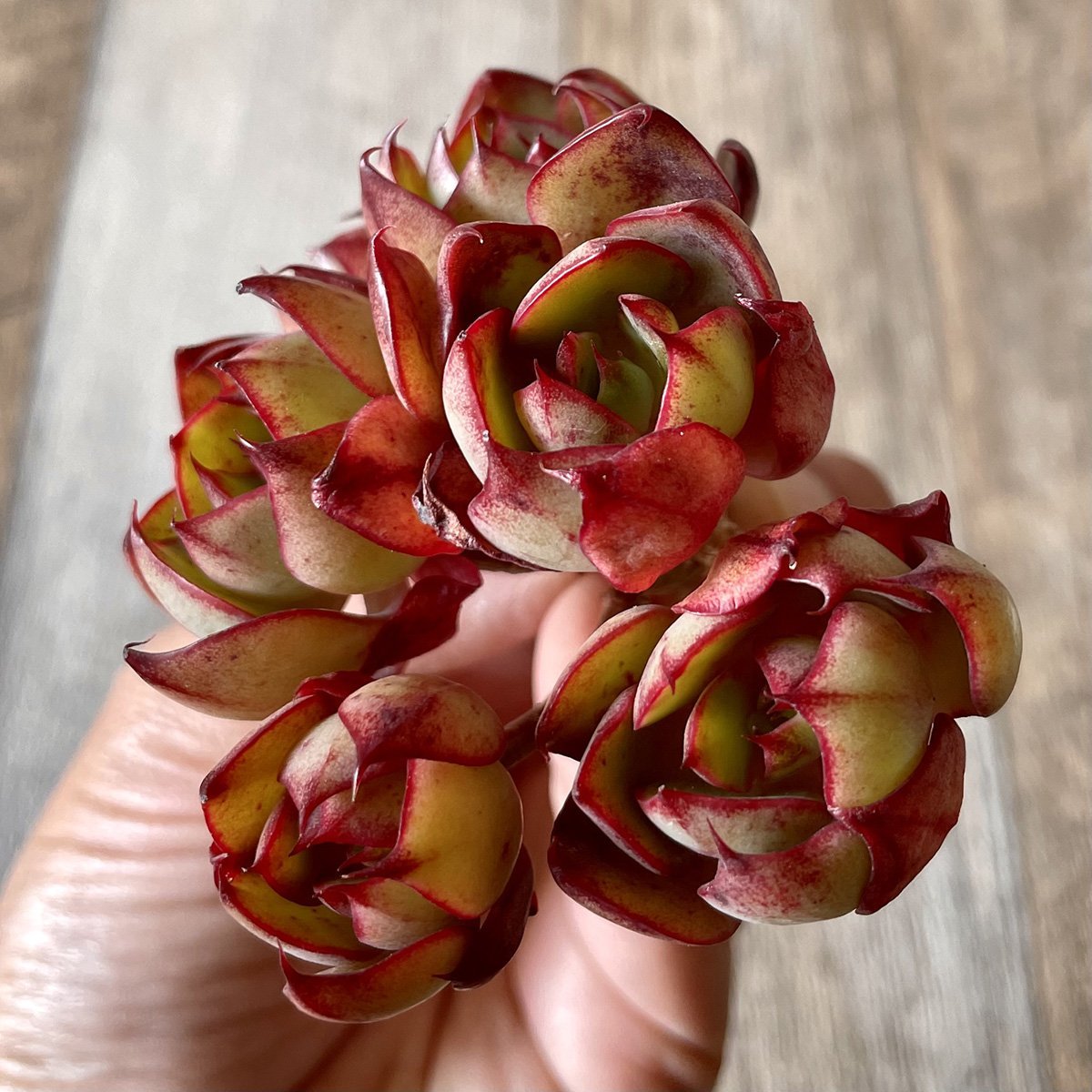 *新入荷* ヤンジン Yangjin - 多肉植物の通販・販売サイト tawawa