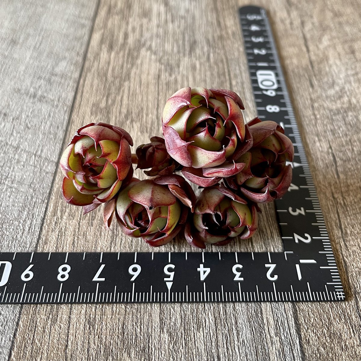 *新入荷* ヤンジン Yangjin - 多肉植物の通販・販売サイト tawawa