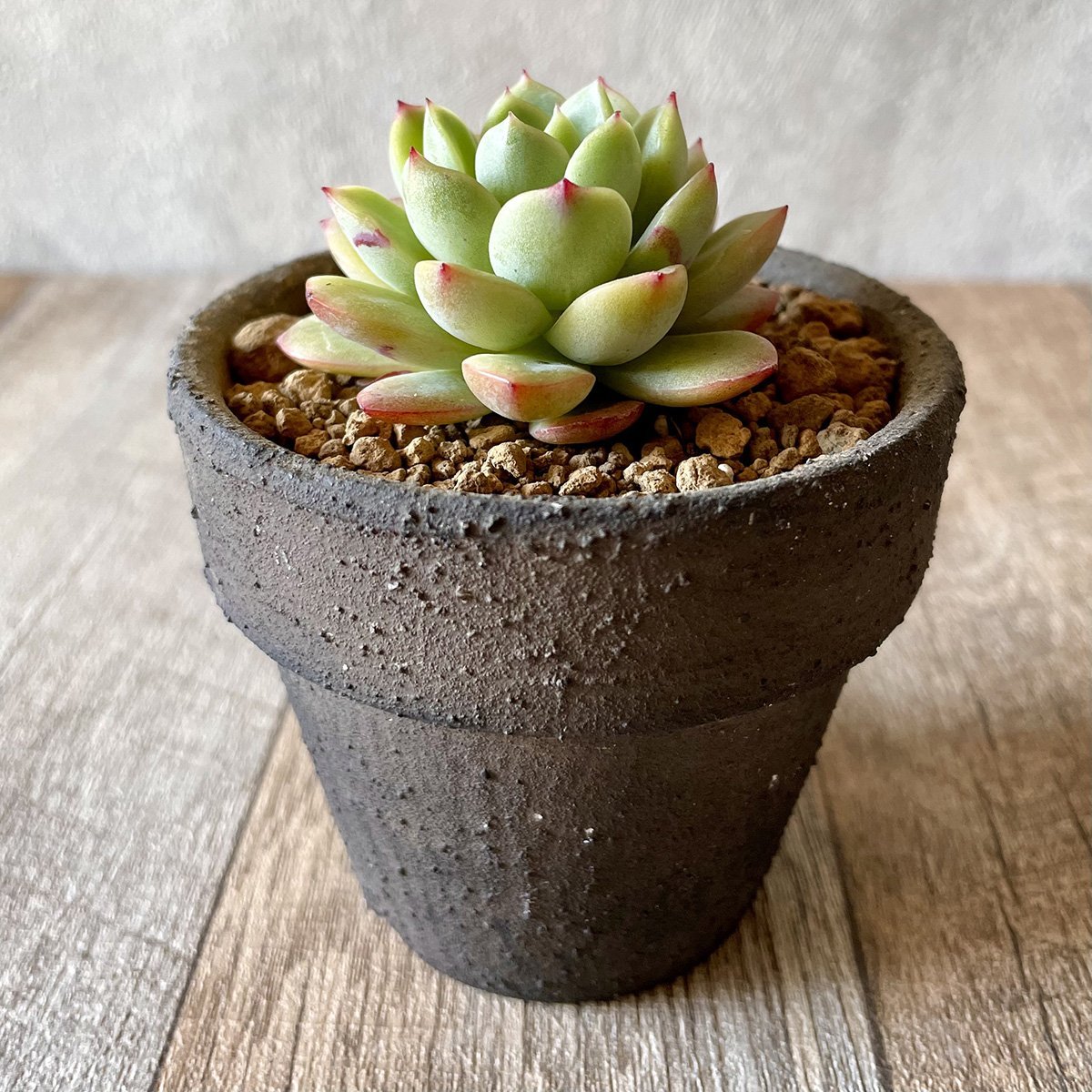 *新入荷* イエローフィン Yellow Fin - 多肉植物の通販・販売サイト tawawa