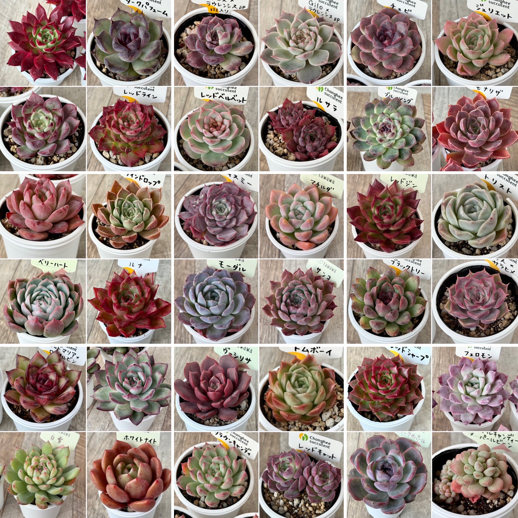 ⋆⸜ 11/19（水）21時〜 tawawaハウス苗 発売 ⸝⋆