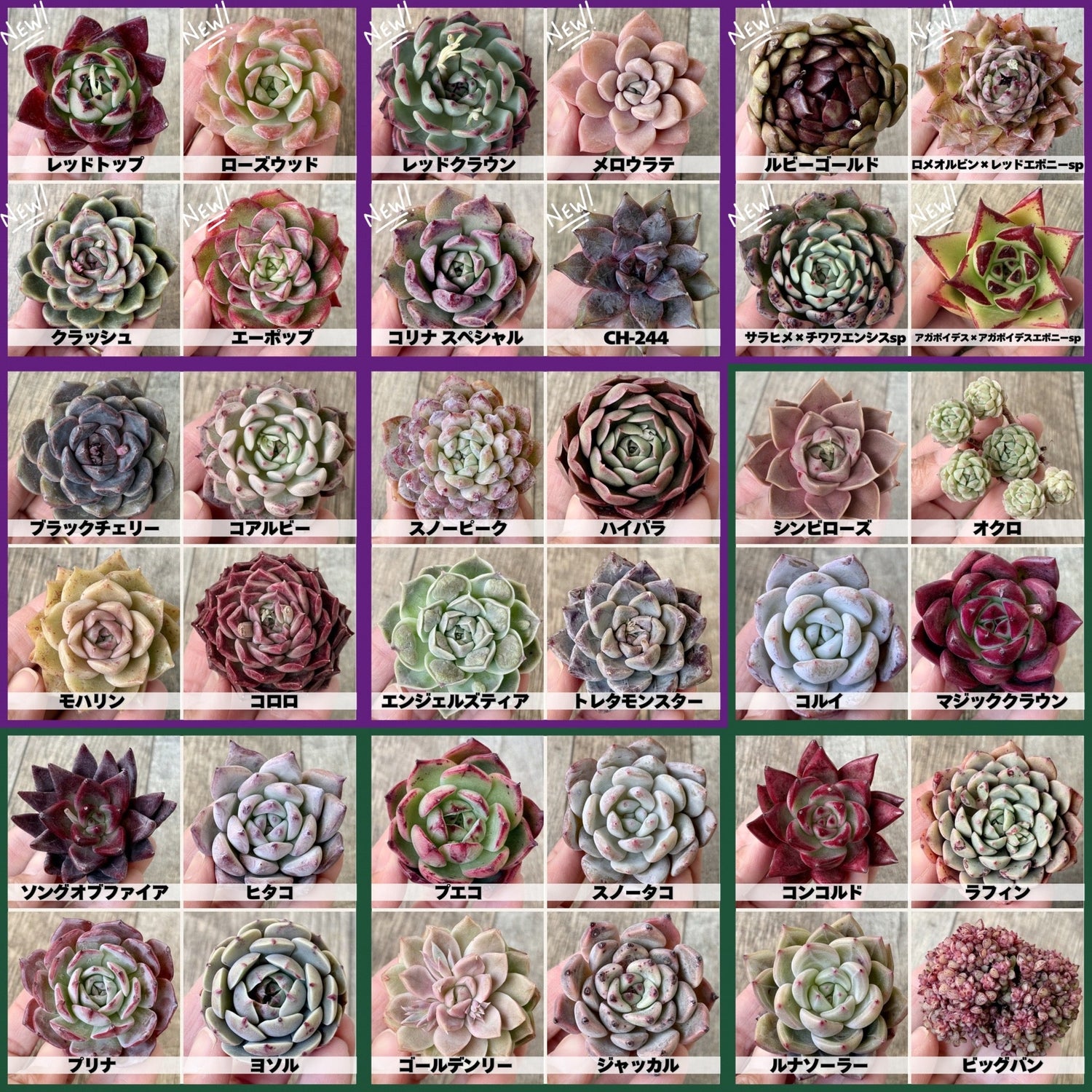 【3/9(月)21時】新入荷苗販売｜サキュレントデー特別SALEも開催