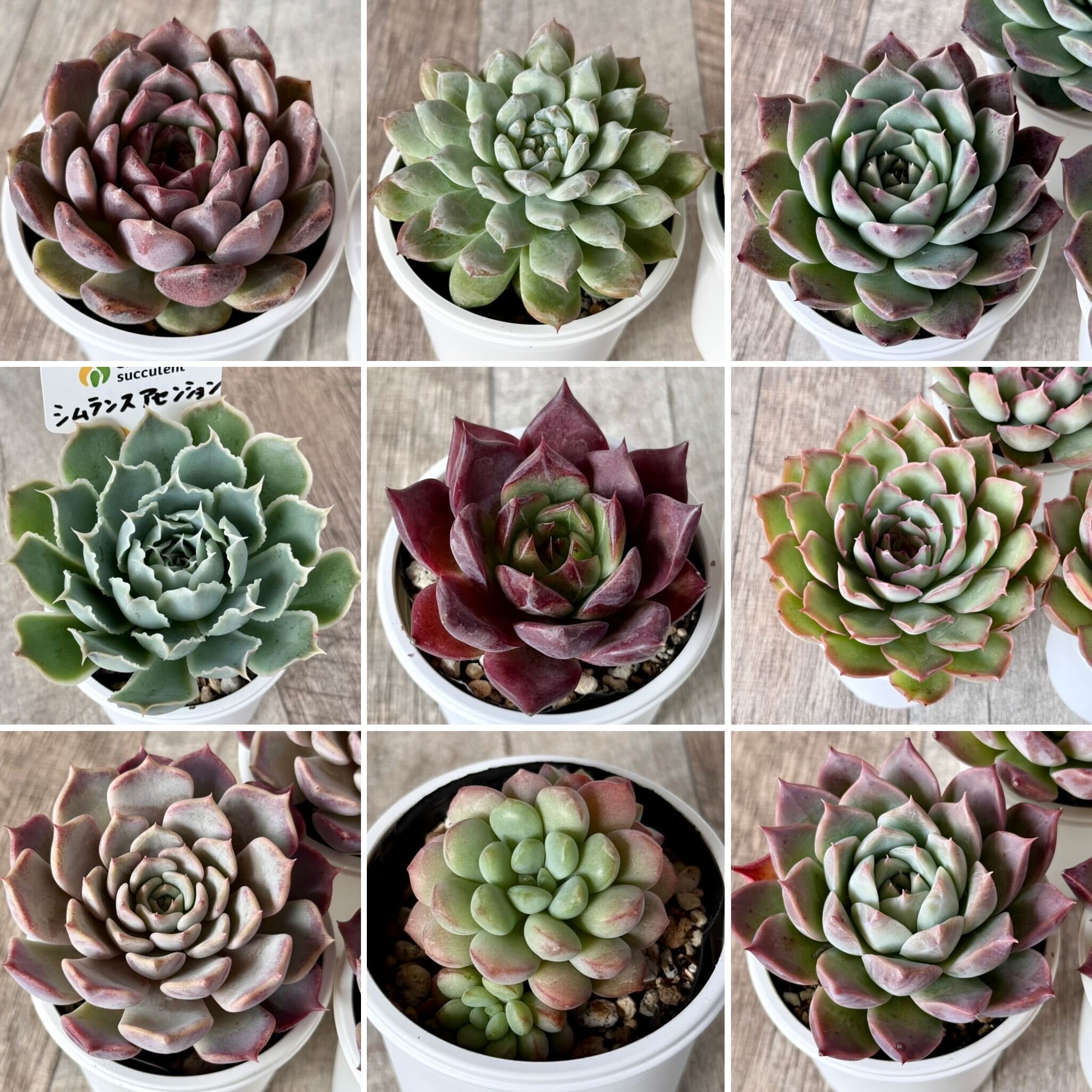 韓国多肉植物 韓国苗 エケベリア 即決大特価 Potosina 10個 特価\u203c️韓国苗\u203c️多肉植物 エケベリア 人気品種含む抜き苗 ２０ポット