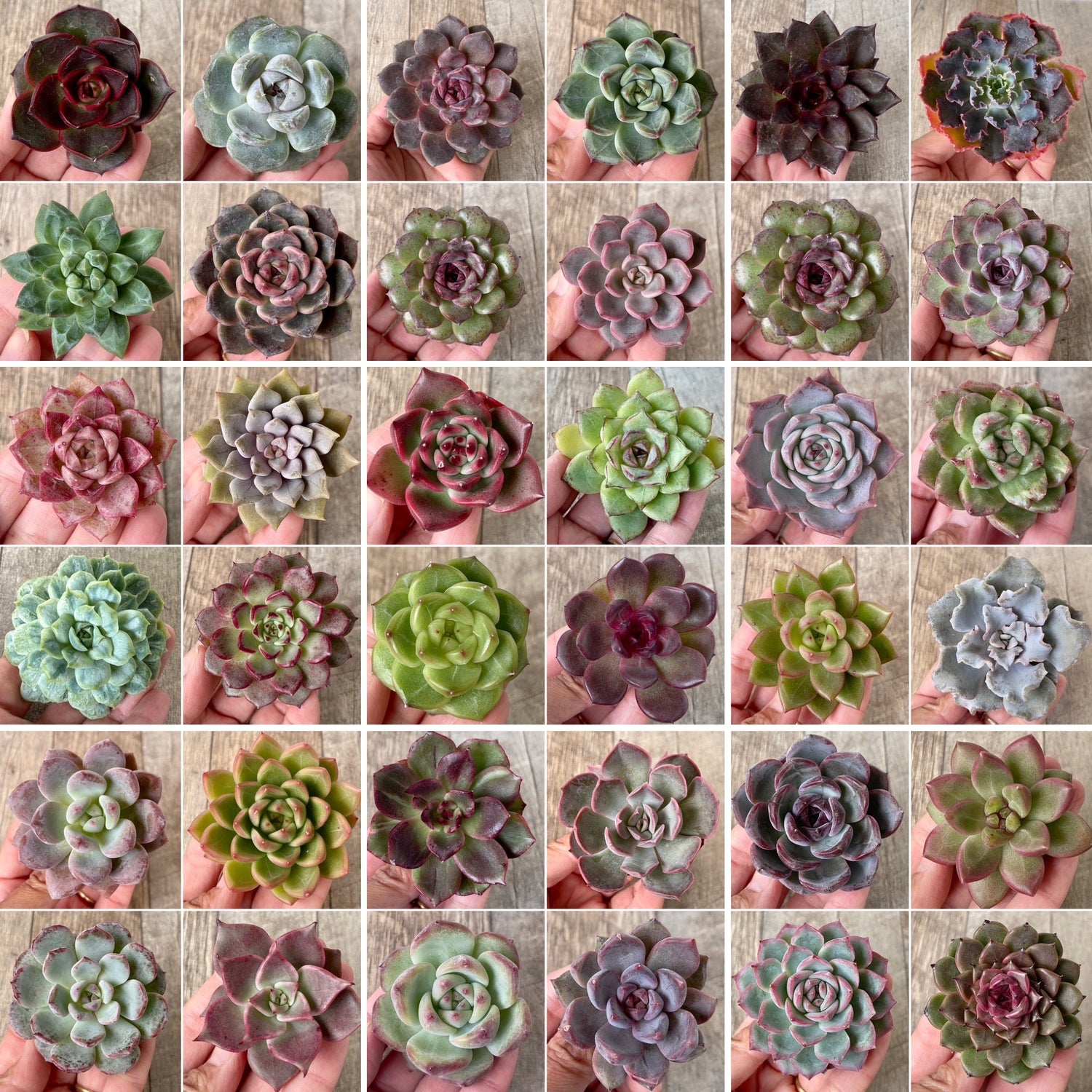 ⋆⸜ 11/9（日）21時〜 今シーズン初の韓国輸入苗 発売 ⸝⋆