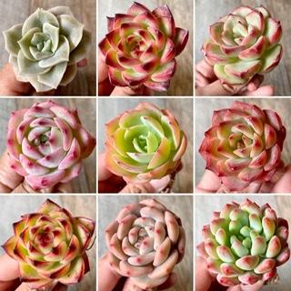 《今夜20時》新入荷苗 61種類 販売開始のお知らせ | 多肉植物の通販・販売サイト tawawa