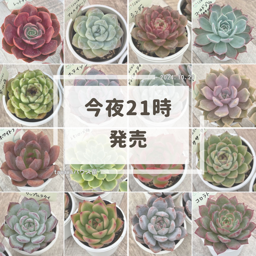 お知らせ – 多肉植物の通販・販売サイト tawawa お知らせ – 多肉植物の通販・販売サイト tawawa