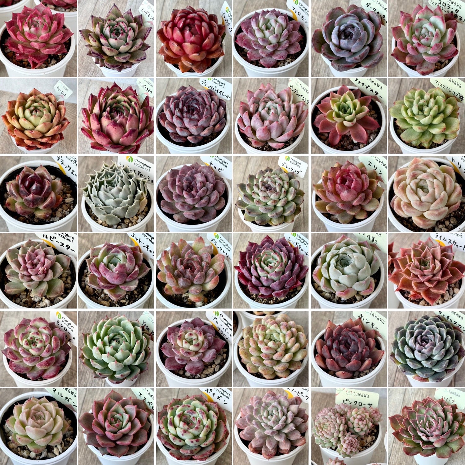 【12月17日（水）21:00〜】tawawaハウス苗（土付きポット苗）発売のお知らせ