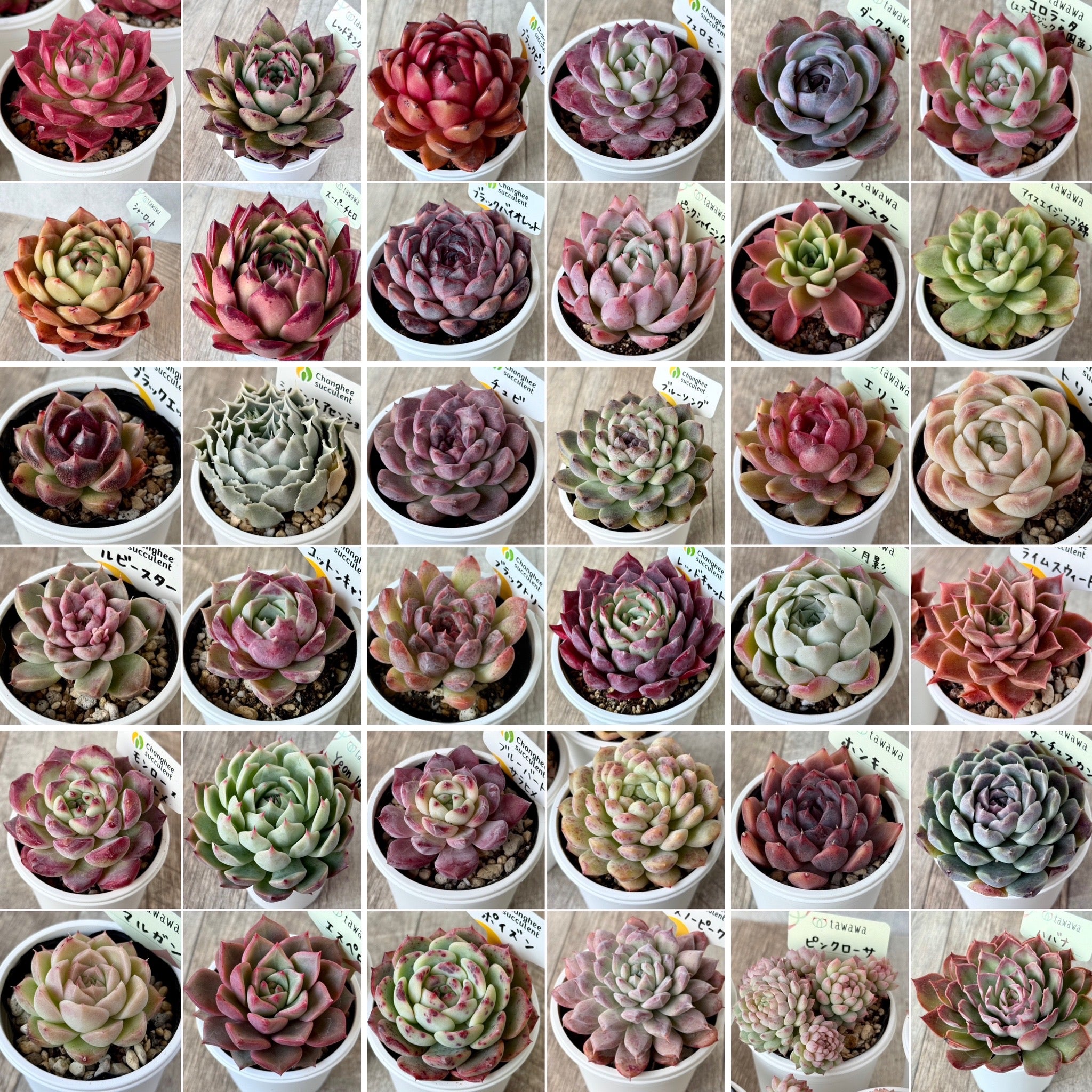 【12月17日（水）21:00〜】tawawaハウス苗（土付きポット苗）発売のお知らせ