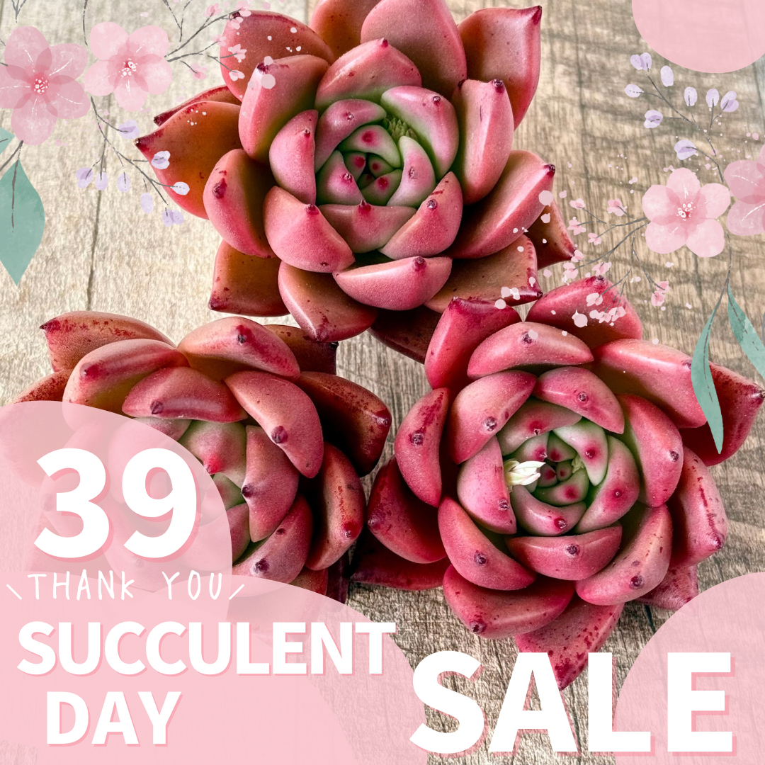 \\39 Succulent Day セール// のお知らせ