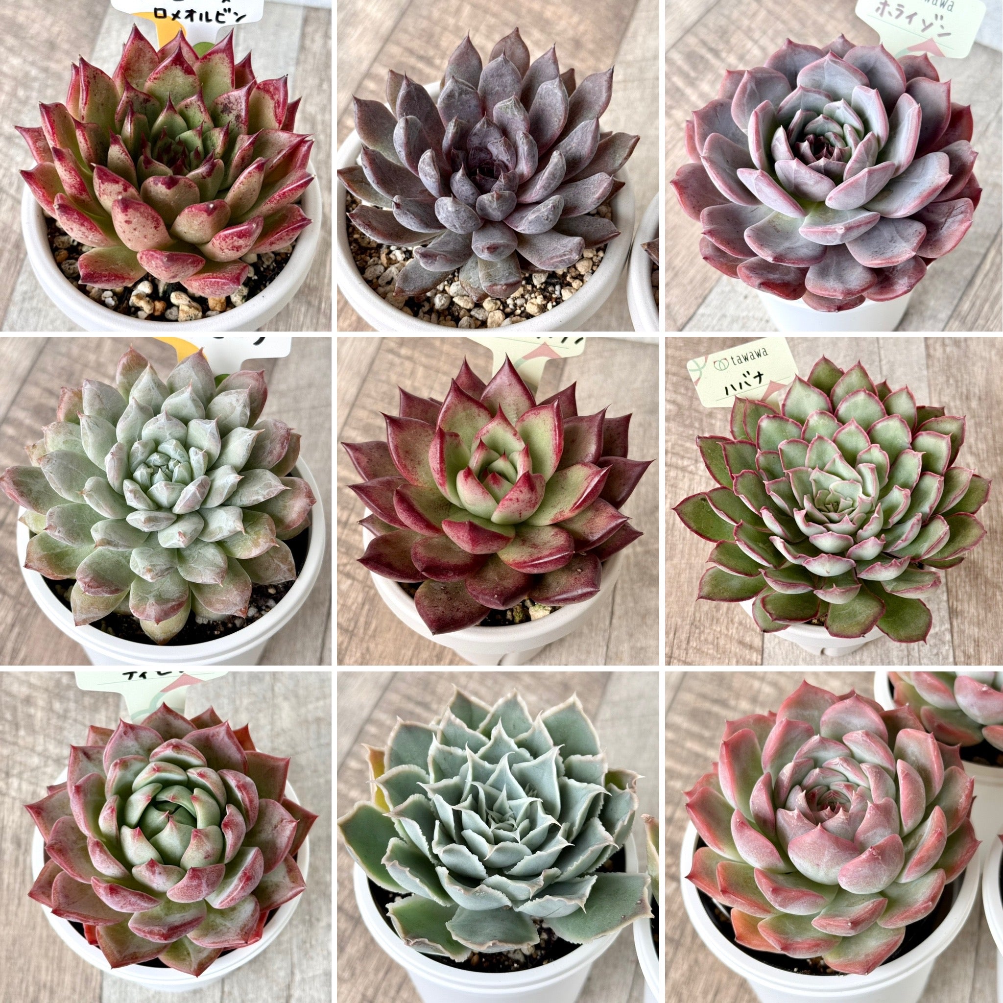 お知らせ – 多肉植物の通販・販売サイト tawawa
