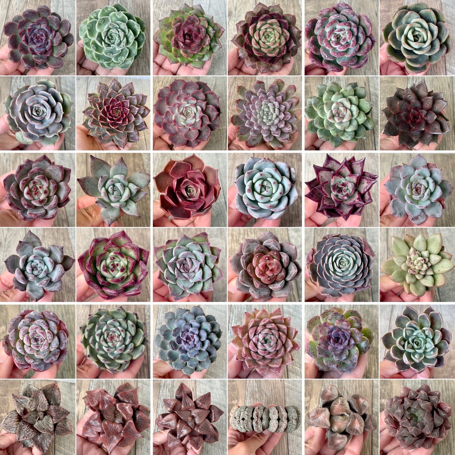 【12月3日（水）21:00〜】新入荷苗 発売のお知らせ