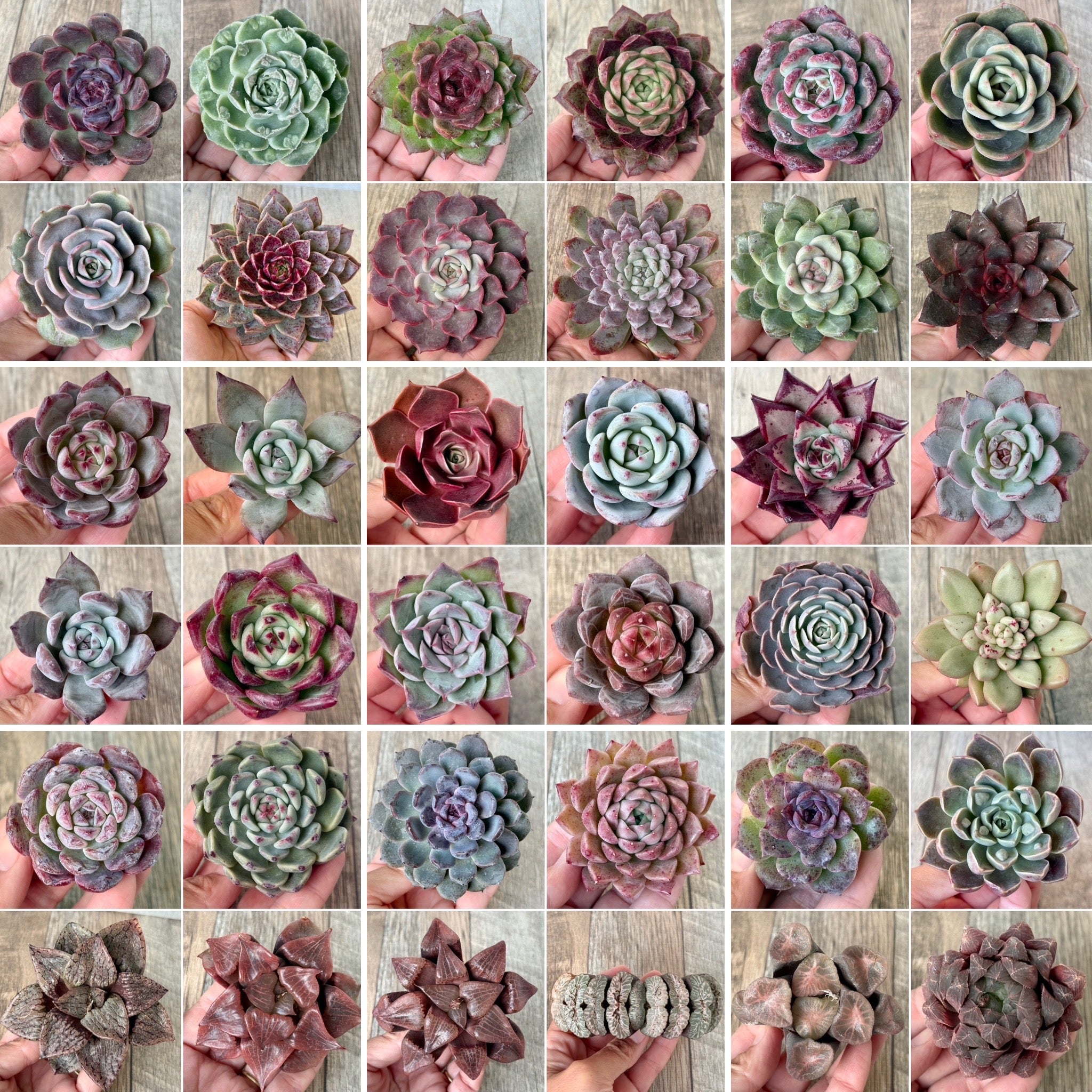 【12月3日（水）21:00〜】新入荷苗 発売のお知らせ