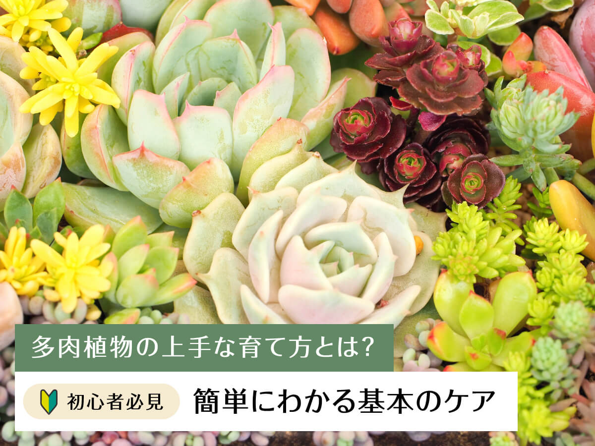 【初心者必見】多肉植物の上手な育て方とは？簡単にわかる基本のケア