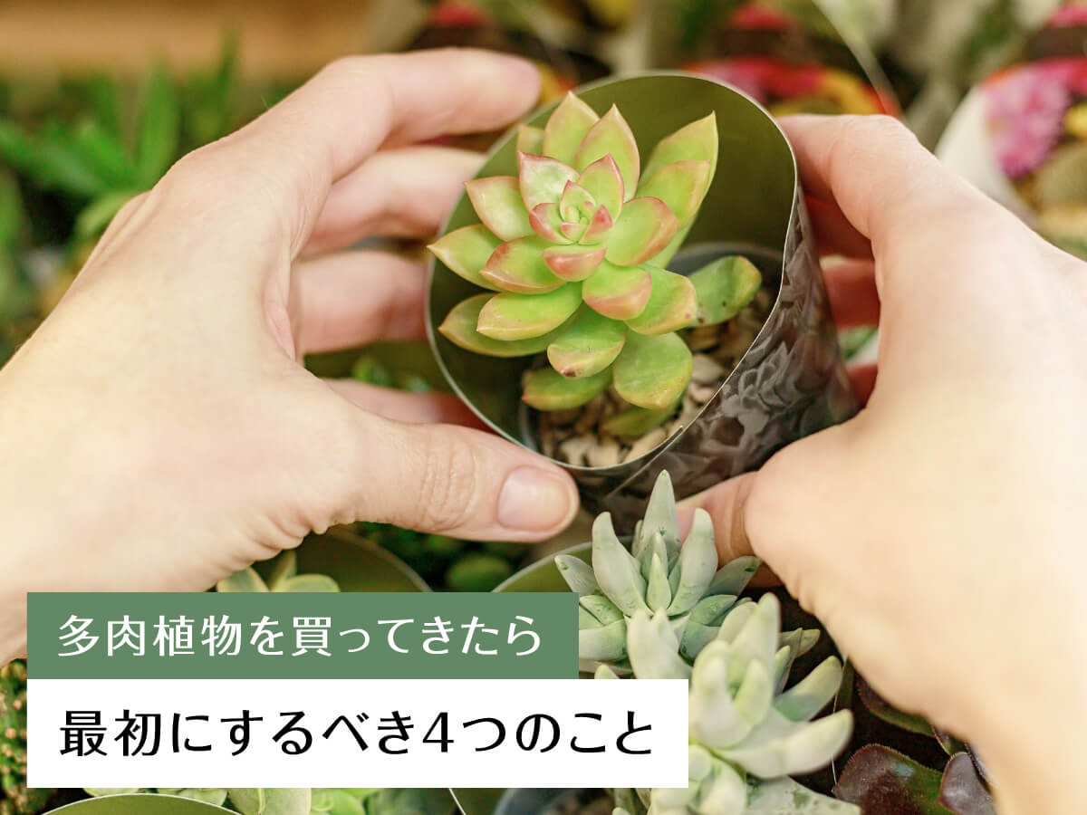 「多肉植物を買ってきたら」最初にするべき4つのこと