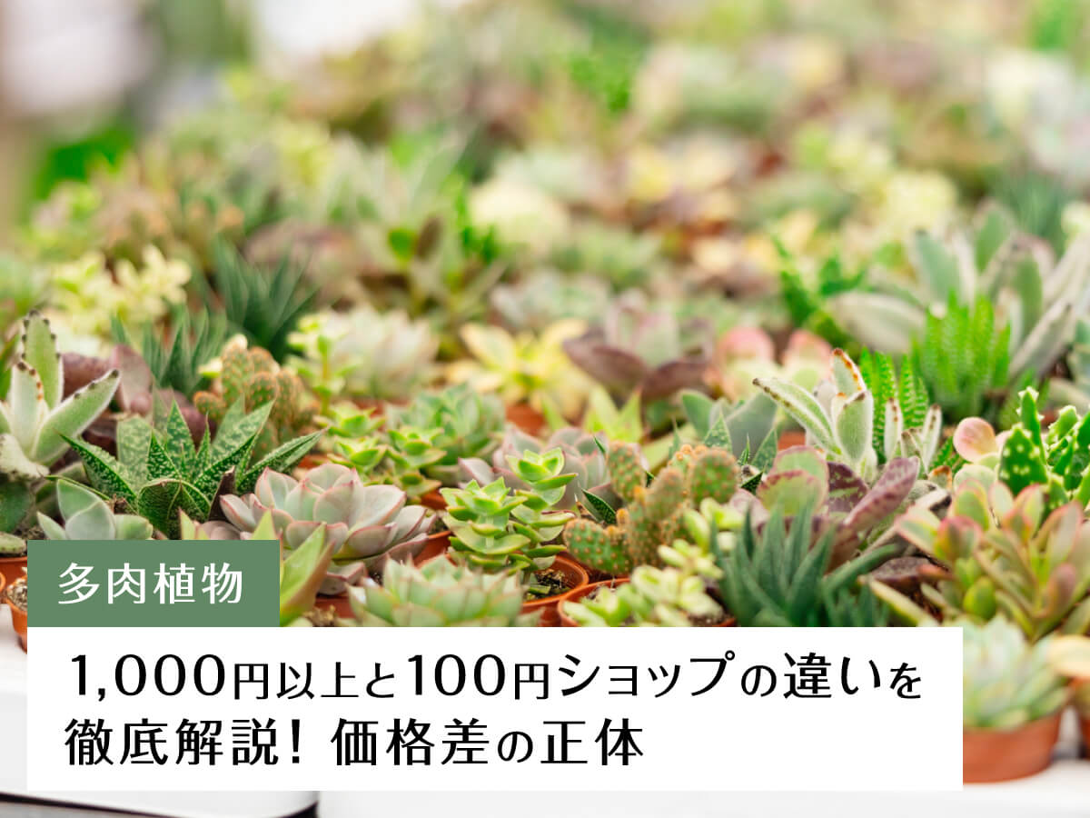 【多肉植物】1,000円以上とダイソーの違いを徹底解説！価格差の正体