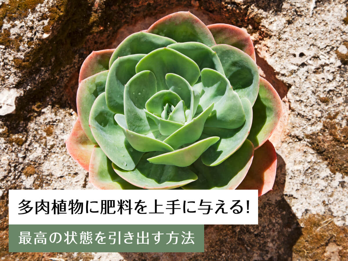 多肉植物に肥料を上手に与える！最高の状態を引き出す方法