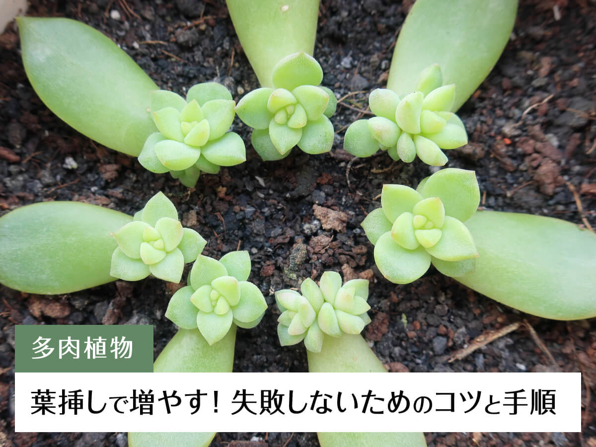 「多肉植物」葉挿しで増やす！失敗しないためのコツと手順