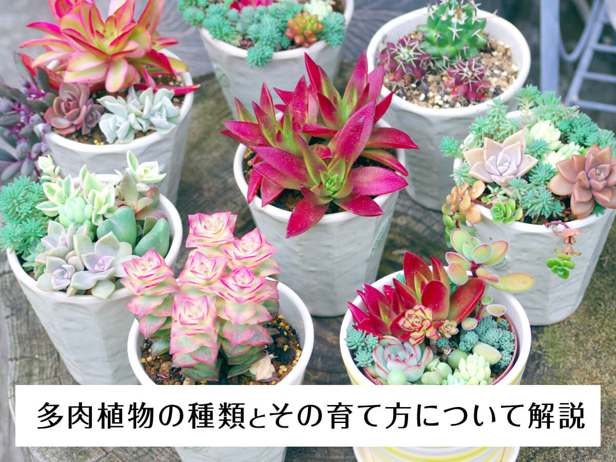 多肉植物の種類とその育て方について解説