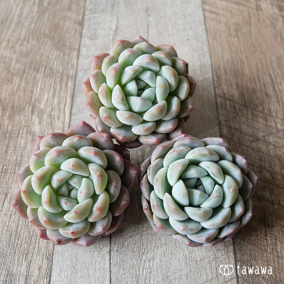 New Arrivals: Ice Green