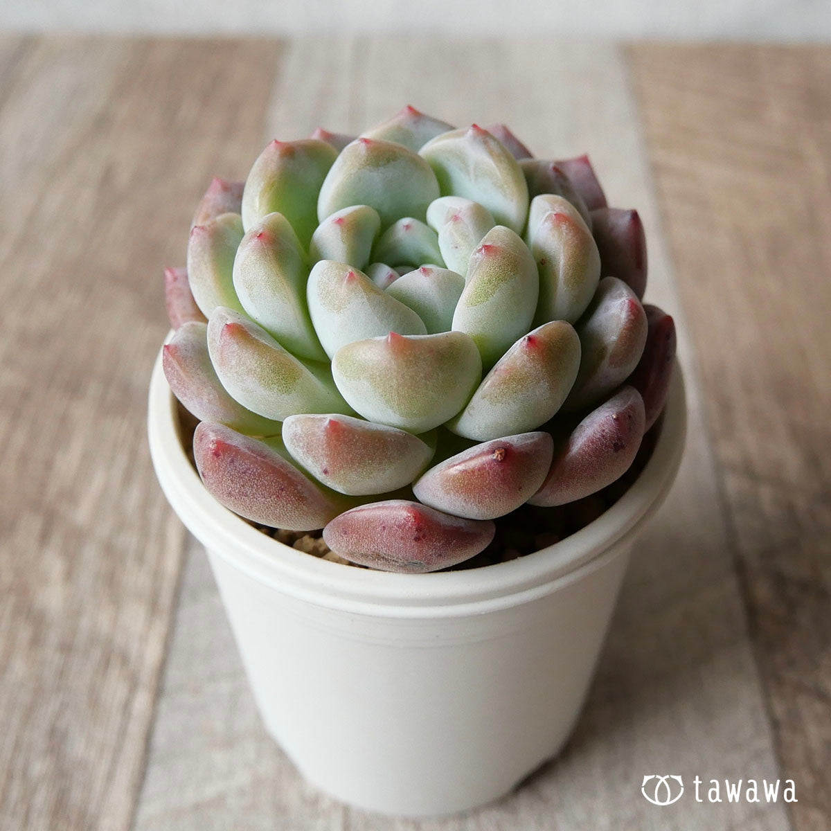 New Arrivals: Ice Green