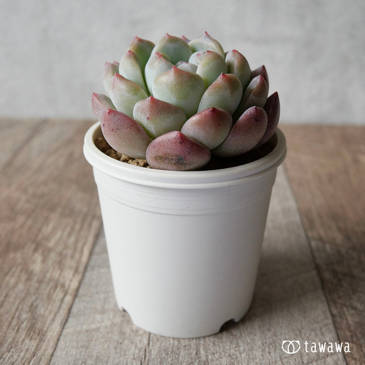 New Arrivals: Ice Green