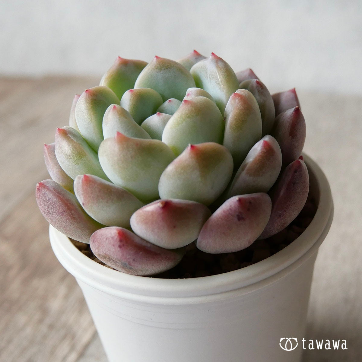 New Arrivals: Ice Green