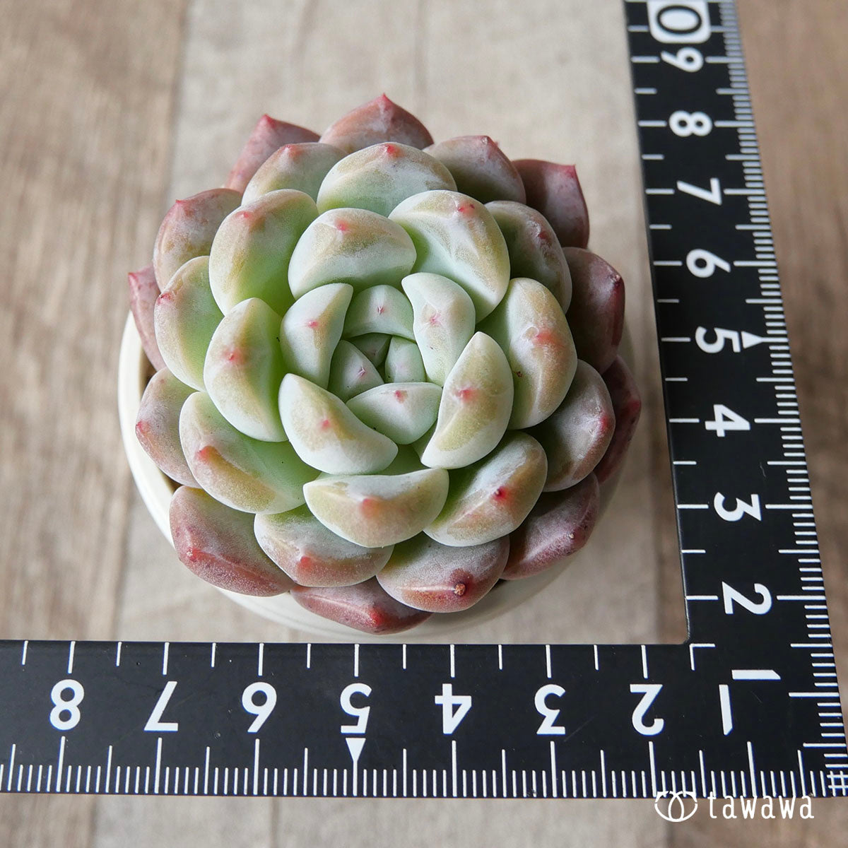 New Arrivals: Ice Green