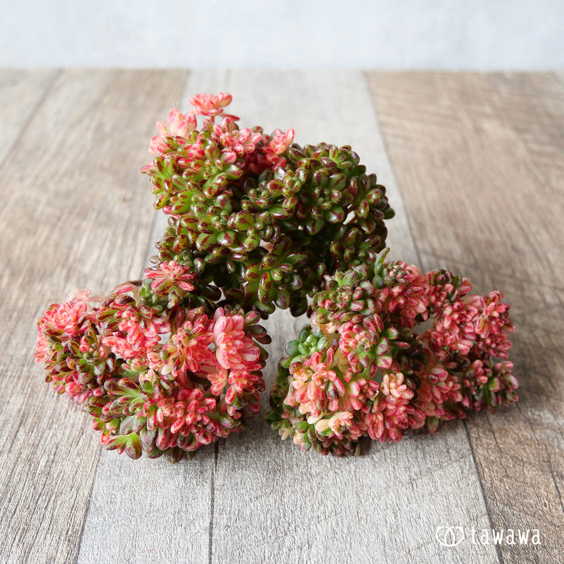 Festival of the Dwarfs