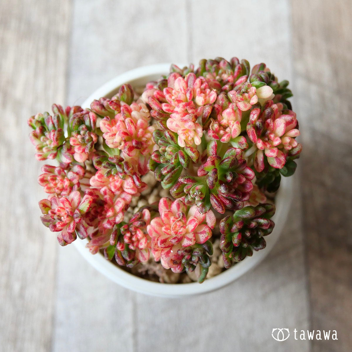 小人の祭り – 多肉植物の通販・販売サイト tawawa
