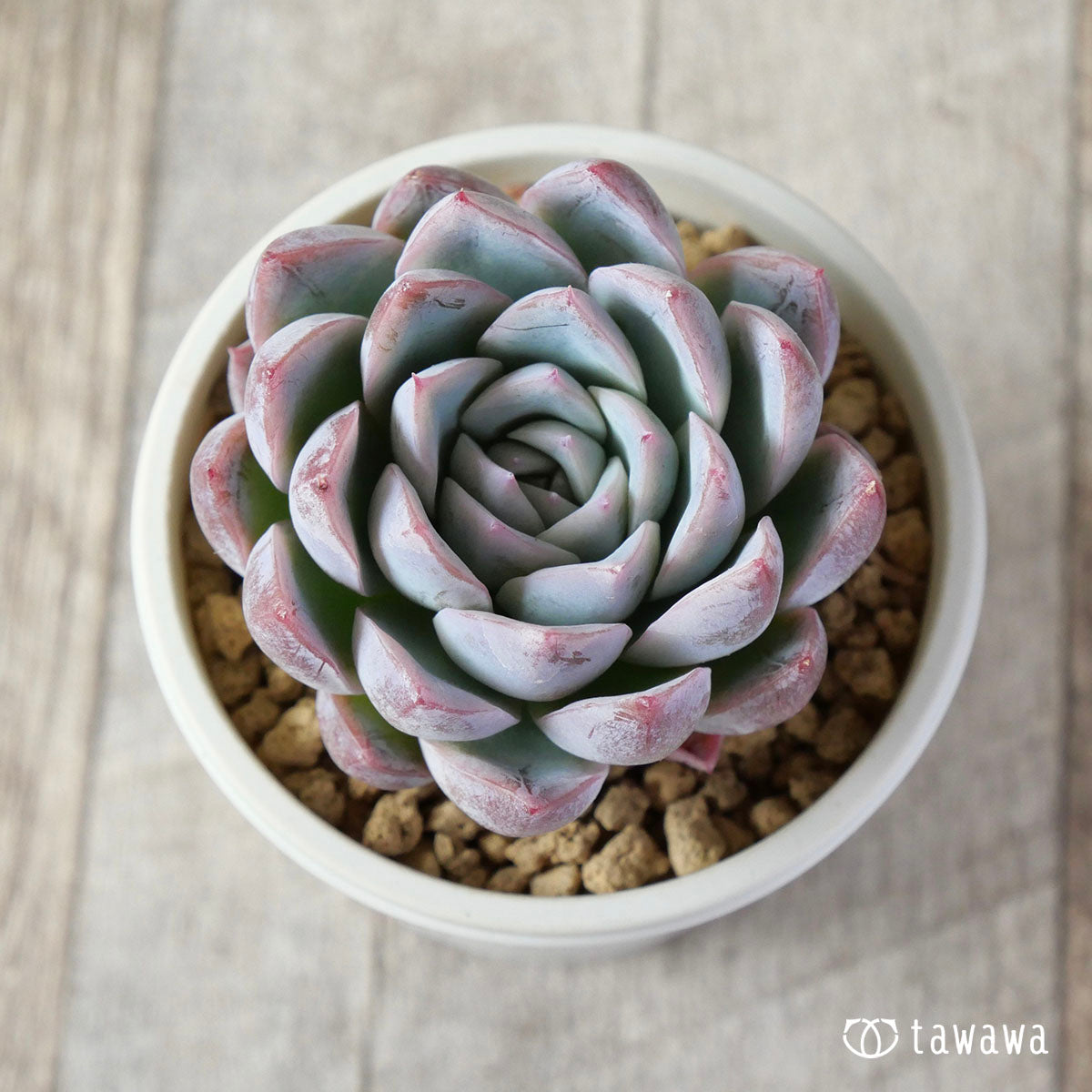 流行に 617 SALE!! – Echeveria – 多肉植物 グリムワン 極美苗♡ 92