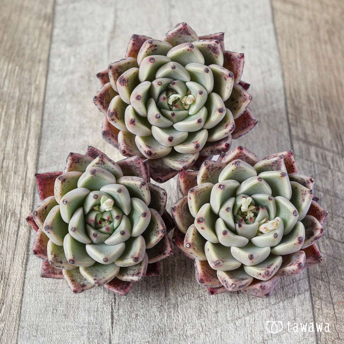 New Arrival* Cubic Frost