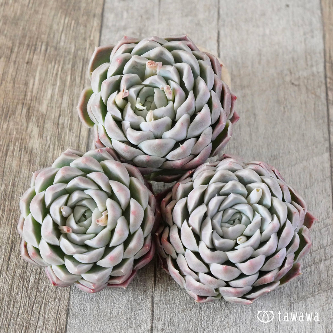 New Arrivals: Ice Green