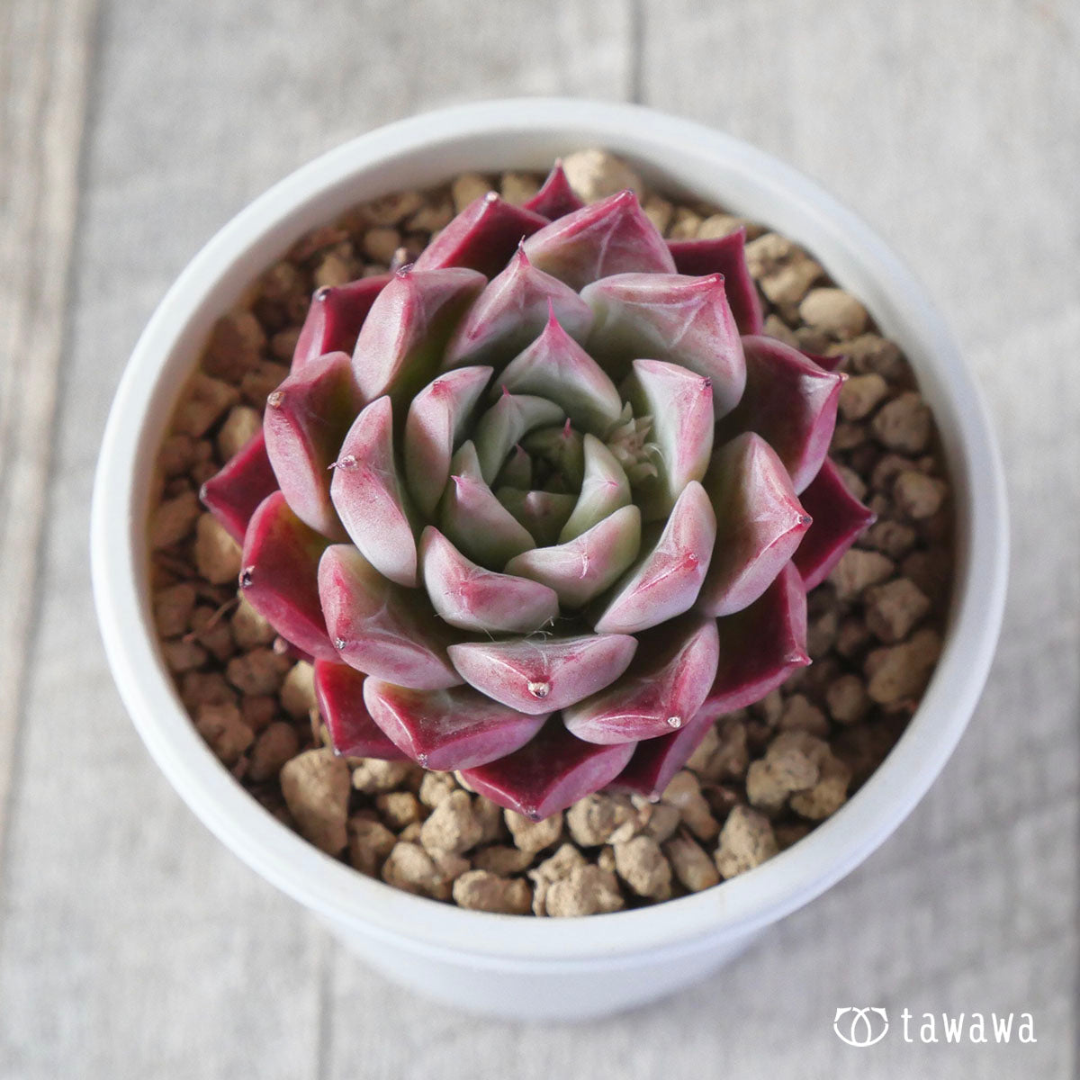 Echeveria – tagged 