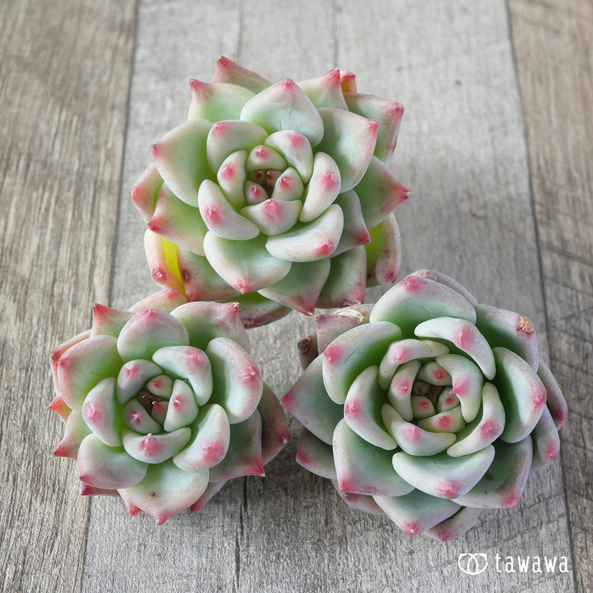 Echeveria – tagged 