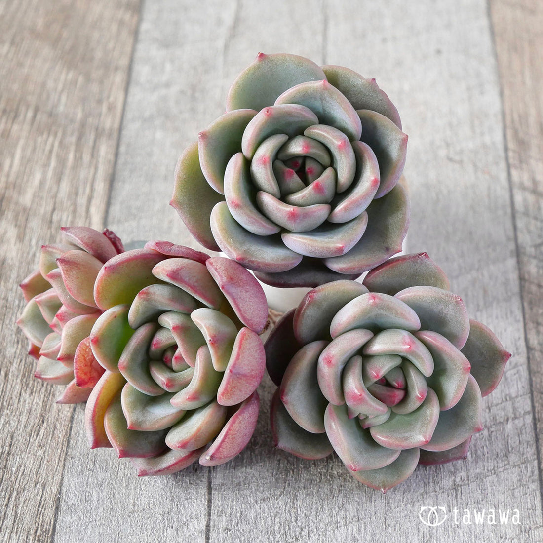 New Arrival* Cubic Frost