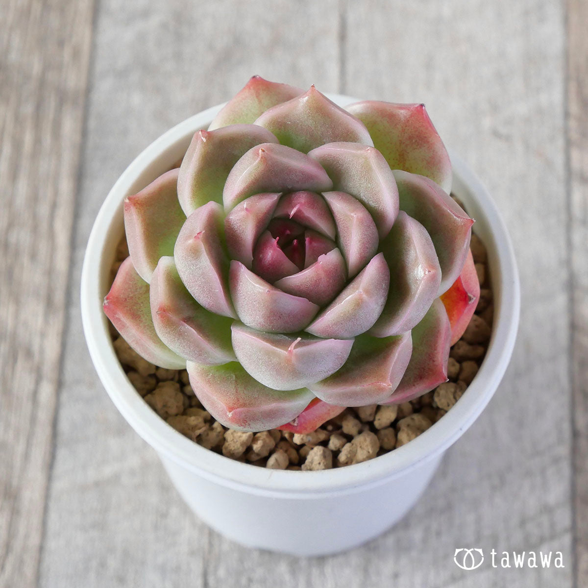 クリームスムージー