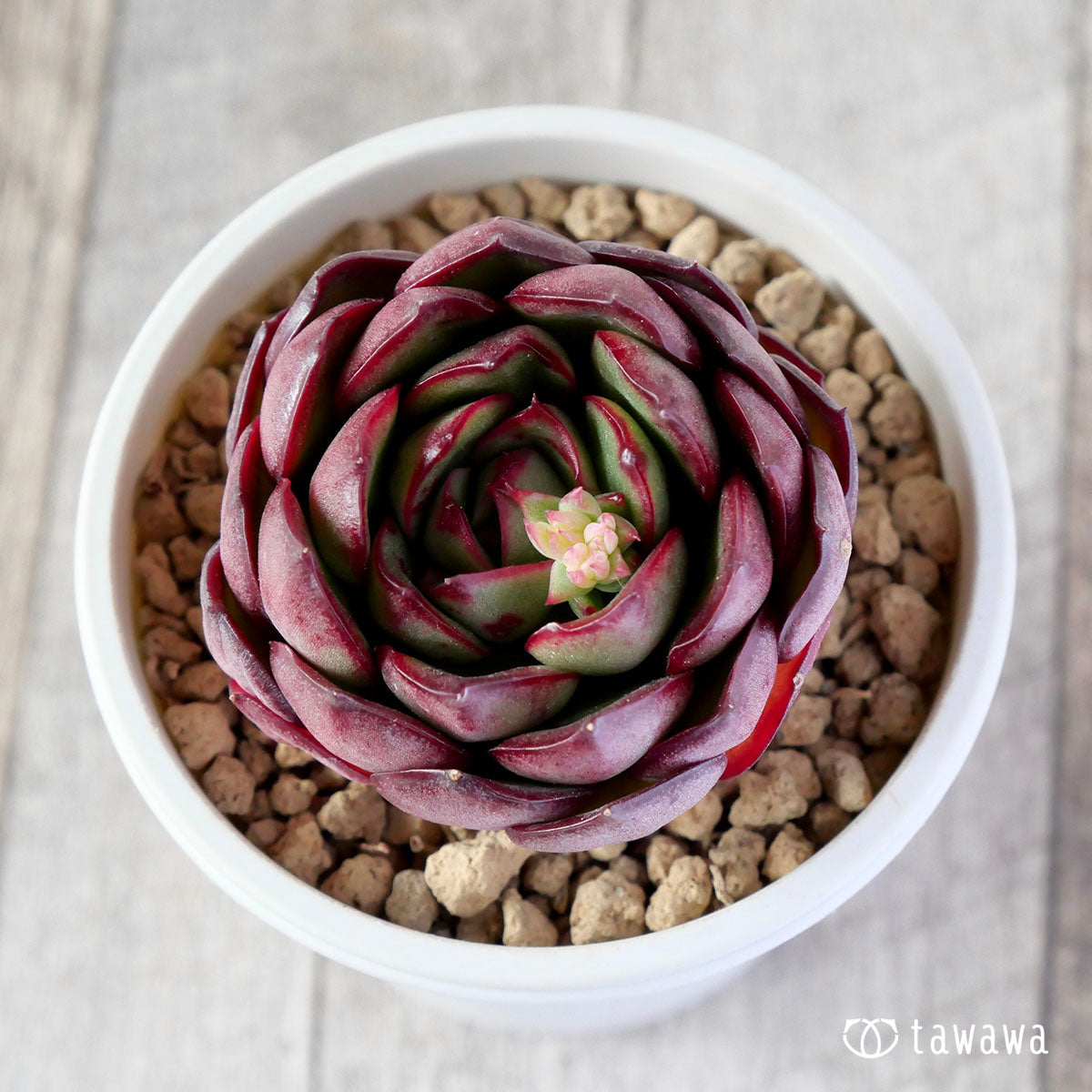 Echeveria – tagged 